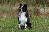 BORDER COLLIE 746
